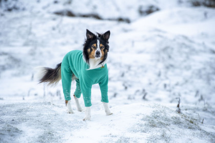 Dog Suit, Spearmint Dog Suit, Spearmint