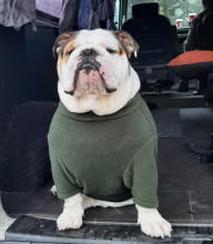 Dog Sweater, Loden Green