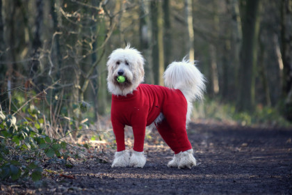 Dog Suit, Red