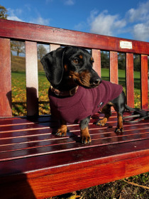Dachsie Sweater, Mulberry