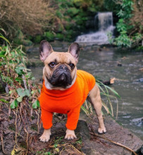 Dog Sweater, Blaze Orange