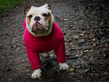 Dog Sweater, Soft Fuchsia