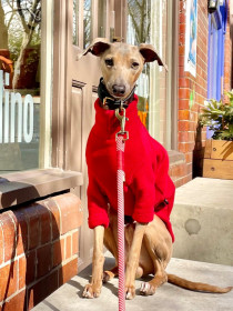 Dog Sweater, Red