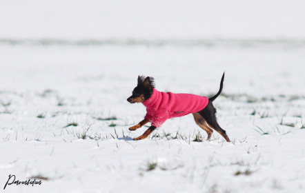Dog Sweater, Soft Fuchsia