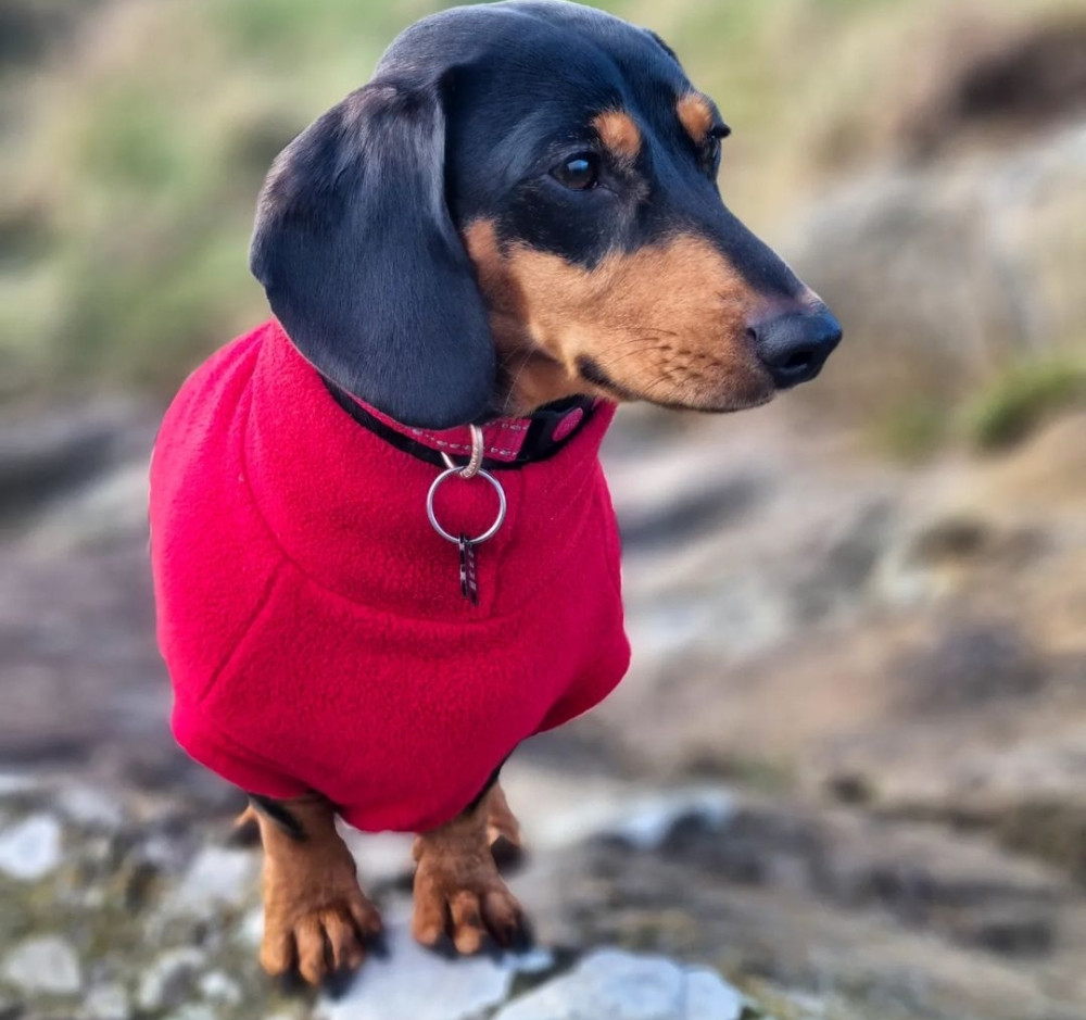 Chewy V Sweater  Premium Sweater Warmth for Your Dachshund